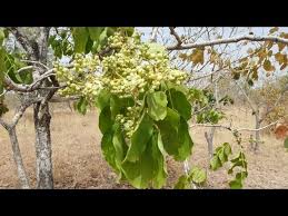 Image result for Isoberlinia tomentosa