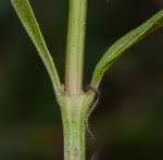 Image result for Justicia anselliana