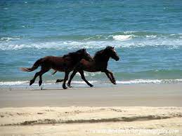 Pin By Cody Raiza On Horses Wild Horses Running Horses North Carolina Beaches