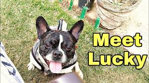 I am a breeder not a store. Meet My French Bulldog Lucky Frenchbulldog Frenchbulldogs Anupam Tripathi Ffar India Youtube