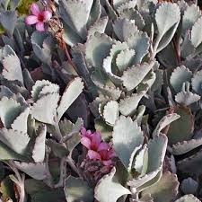 Kalanchoe Pumila Flower Dust Plant Succulents Plants Small Pink Flowers