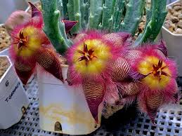 Image result for Orbea rogersii