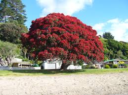 The most common tree identification material is ceramic. 10 Things I Love About New Zealand New Zealand Native Garden Beautiful Tree