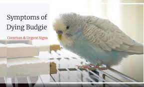 9 Symptoms Of Dying Budgie
