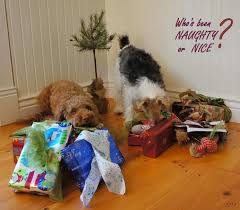 Funny dog christmas card ideas. The 50 Best Dog Holiday Card Ideas Fidose Of Reality