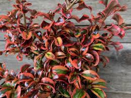 Image result for Coprosma