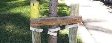 Staking a tree can cause problems for a fruit tree. How To Properly Stake A Newly Planted Tree Arbor Experts Tree Care In Dayton Oh