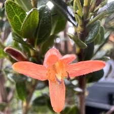 Image result for Barleria rotundifolia