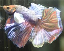 White Rose Double Tail Over Halfmoon Male Betta Fish Google Search Betta Fish Betta Betta Fish Types