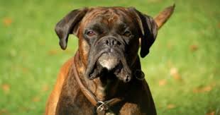 Enter the details above and we'll tell you. Boxer Dog Weight Chart