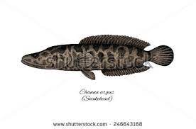 Snakehead Fish Stock Photos Images Pictures Snakehead Fish Fish Stock Fish Vector