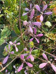 Image result for Congea