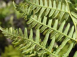 Image result for Pteridium aquilinum