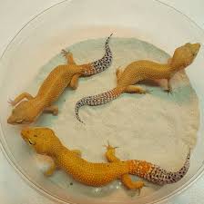 Leopard Geckos E Exotics