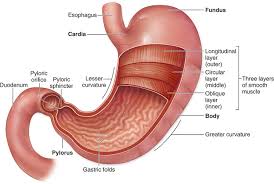 يجب أن نهتم بذوي الاحتياجات الخاصة. Ø§ÙÙØ¹Ø¯Ø© Stomach ØªØ´Ø±ÙØ­ Ø¬Ø³Ù Ø§ÙØ§ÙØ³Ø§Ù Ø·Ø¨ÙØ¨ Ø¯ÙØª ÙÙÙ