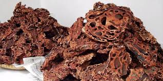 Maybe you would like to learn more about one of these? Sarang Semut Papua Obat Kanker Alami Dari Indonesia