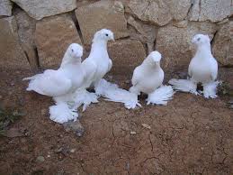 Peristeria Pigeons Panosundaki Pin