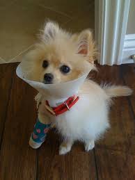 Look At The Little Cast Poor Thing But It S Cute Baby Animals Pictures Baby Zoo Animals Cute Baby Animals