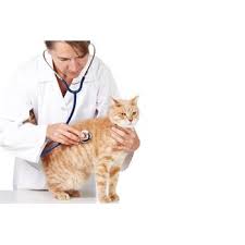 En Sik Gorulen Kedi Hastaliklari Alternatif Terapi