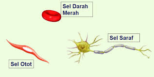 Pada materi kali ini kita akan membahas urutan organisasi kehidupan dimulai dari molekul, organel, sel, jaringan, organ, sistem organ, organisme, populasi, komunitas, ekosistem, bioma, dan biosfer. Mahkluk Hidup Tersusun Dari Sel Sel Apa Itu Kelas Pintar