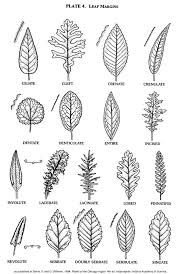 Scattered vascularization pattern, lilly stem cross section. 4plate04line Leaf Drawings Jpg 710 1 055 Pixels Leaf Drawing Plant Drawing Flower Drawing
