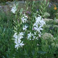 Image result for Oenothera lindheimeri