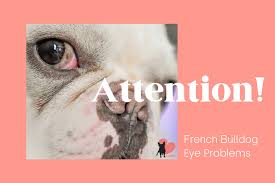Why is my bulldogs eye red? Boston Terrier Eyes 10 Problems And 6 Prevention Tips