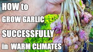 Garlic Planting Harvest 2021 Vegepod Root Pouch Aquaponics Youtube
