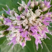 Image result for Vernonia praecox