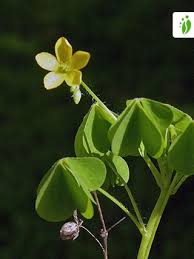 Edible parts the leaves, flowers, and immature green seed pods are all edible having a mild sour flavour that some say resemble lemons. Phb9cdq3mgaotm