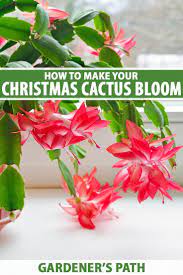 How To Make A Christmas Cactus Bloom Gardener S Path Christmas Cactus Colorful Garden Easy Garden