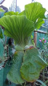 Platycerium Sp Farn Tropisch