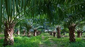 Maybe you would like to learn more about one of these? How Palm Oil Ended Up In Everything And Could Be Ruining The Planet Euronews