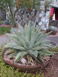 Image result for Agave americana