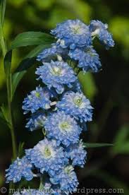 Eine Gartenfahrt Mit Hansjorg Haas 3 Der Garten Von Pierrette Und Jean Luc Kieny Garten Bauernhof Jean