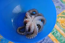 Media 50min per 4 persone kcal 202. Polpo Congelato O Surgelato Come Si Cucina Diredonna