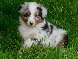Weitere ideen zu australian shepherd, hunde, aussie welpen. Bildschone Australian Shepherd Welpen Mit Papiere Tiermarkt Net