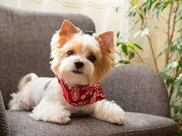 Image result for white yorkshire terrier