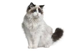 During subsequent years, as a result of the crossbreeding, the kittens. Ragdoll Cats Cat Breed Information Pictures Characteristics And Facts