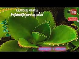 Kalanchoe Ayuda En La Cura Del Cancer Youtube Plant Leaves Succulents Plants