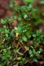See how to plant oregano and thyme indoors. The Best Simple Substitutes For Thyme Occasionally Eggs