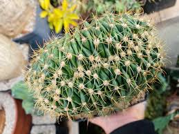 Image result for Albuca sp. no. 1