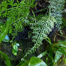 Image result for Asplenium buettneri
