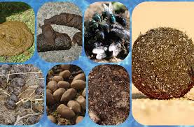 Diskutiere ungewöhnlicher kot im garten im wildtiere forum forum im bereich tiere allgemein; Ein Quiz Rund Um Den Kot Welcher Haufen Gehort Zu Welchem Tier Panorama Stuttgarter Nachrichten