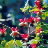 Image result for Ochna confusa
