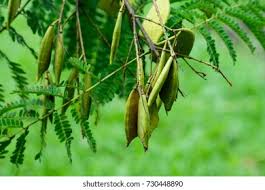 Image result for Caesalpinia sappan