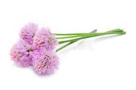 Selective focus photography of white chive flower in bloom. Chive Flowers Isolated On White Background Stock Image Image Of Nature Isolated 35138255