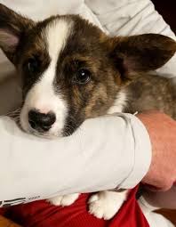 The following list of cardigan welsh corgi breeders does not necessarily constitute endorsement or recommendation by the chesapeake cardigan welsh corgi club (ccwcc). Kitkat Cardigan Welsh Corgi Puppy 657118 Puppyspot