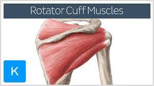 Rotator Cuff Subscapularis Muscle Infraspinatus Muscle Rotator Cuff