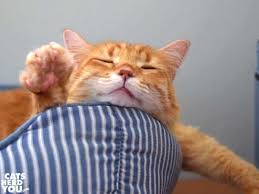 Maybe you would like to learn more about one of these? The Cat Days Of Summer Cats Herd You